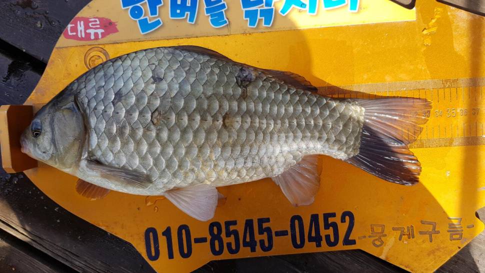 청풍 한버들 낚시터 4짜포함 허릿급 조황입니다 (조황조행기 - 충주호조황속보)