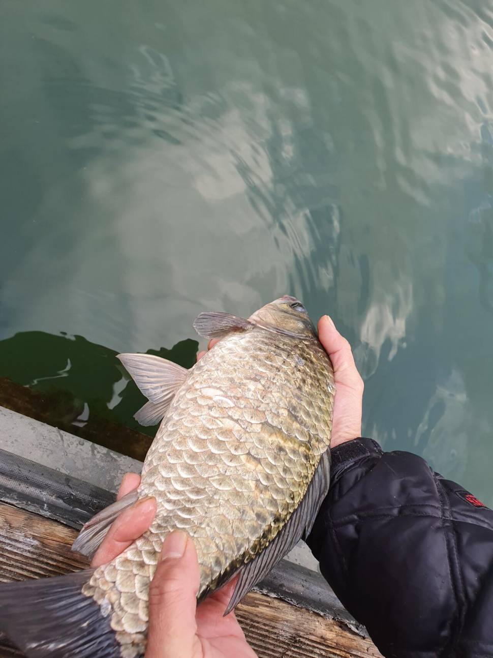 실리곡낚시터 44cm 대물 조황입니다 (조황조행기 - 충주호조황속보)