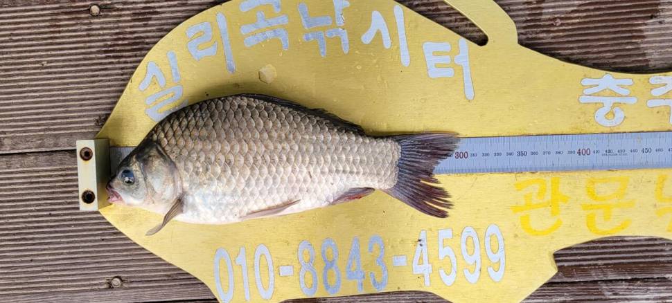 실리곡낚시터 허리급 조황입니다 (조황조행기 - 충주호조황속보)