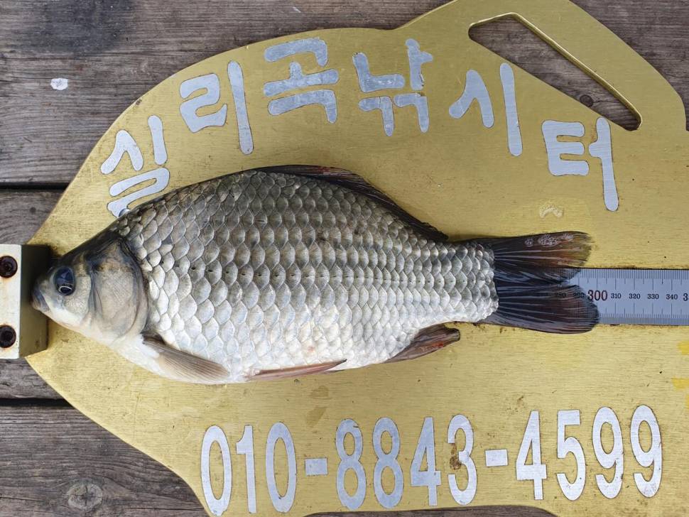 실리곡낚시터 허리급 조황입니다 (조황조행기 - 충주호조황속보)