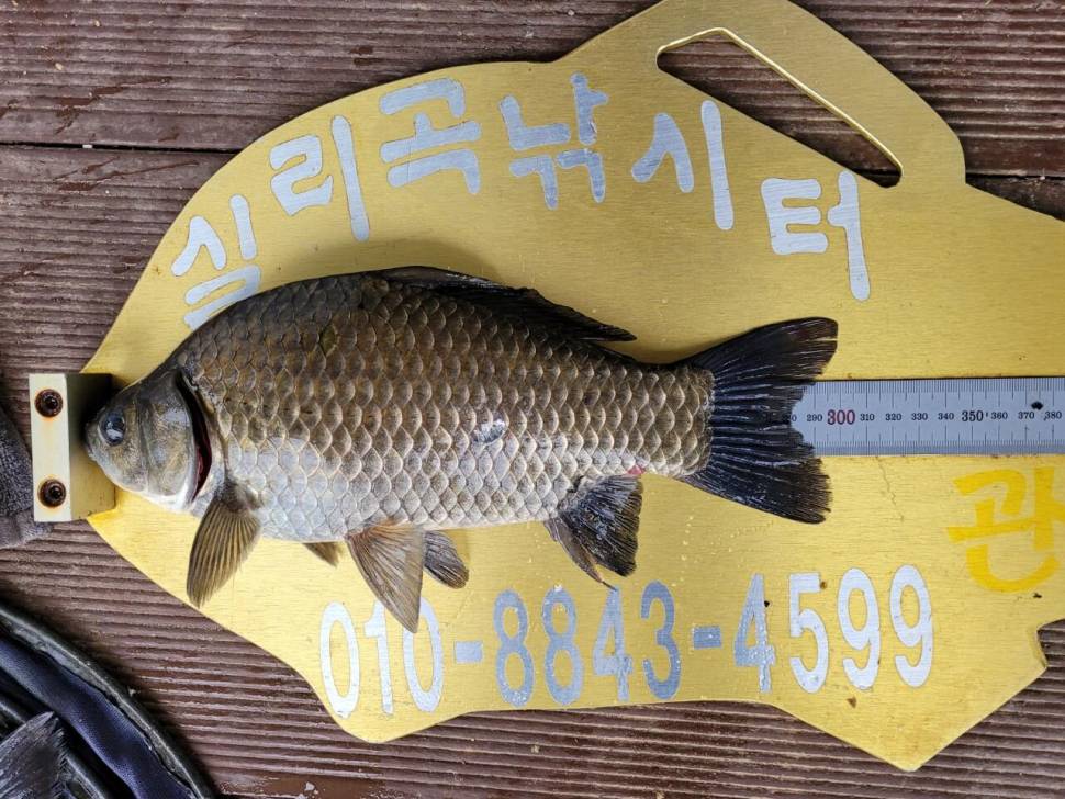 실리곡낚시터 허리급 조황입니다 (조황조행기 - 충주호조황속보)