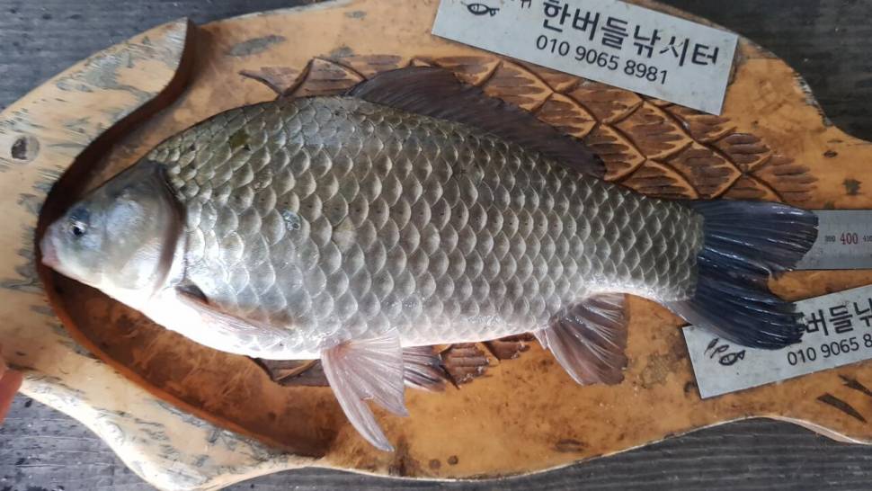 청풍 한버들 허릿급 조황입니다 (조황조행기 - 충주호조황속보)