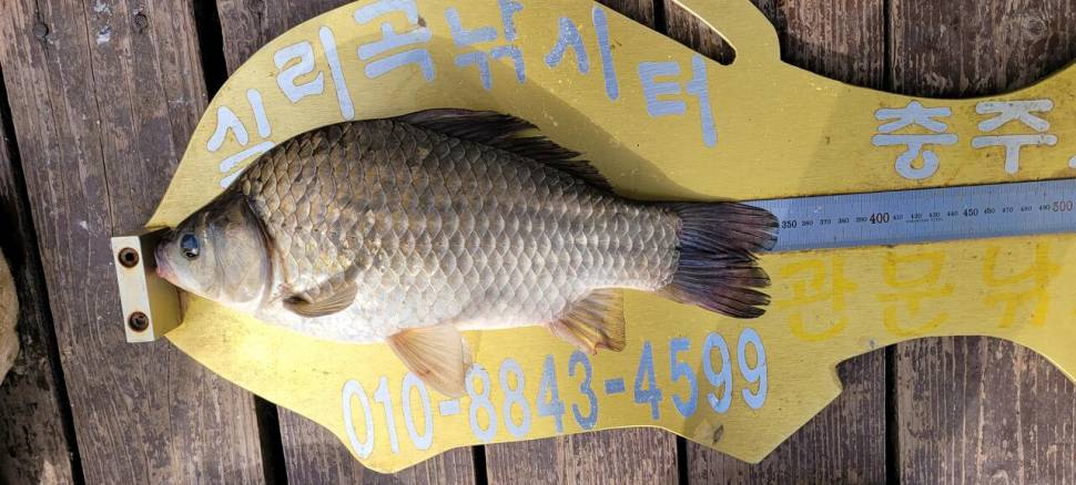 실리곡낚시터 조황입니다 (조황조행기 - 충주호조황속보)