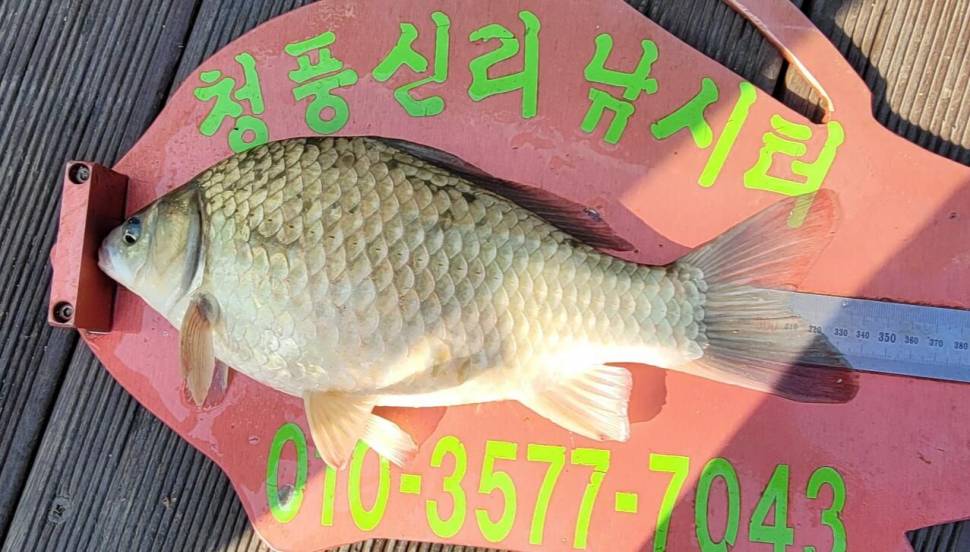 청풍신리낚시터 허리급 조황입니다 (조황조행기 - 충주호조황속보)