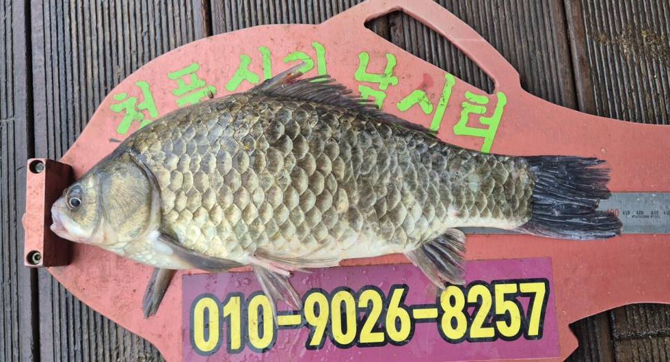 청풍신리 조황입니다 (조황조행기 - 충주호조황속보)