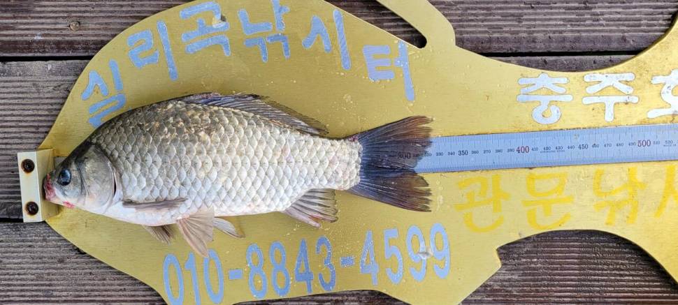 실리곡낚시터 허리급 조황입니다 (조황조행기 - 충주호조황속보)