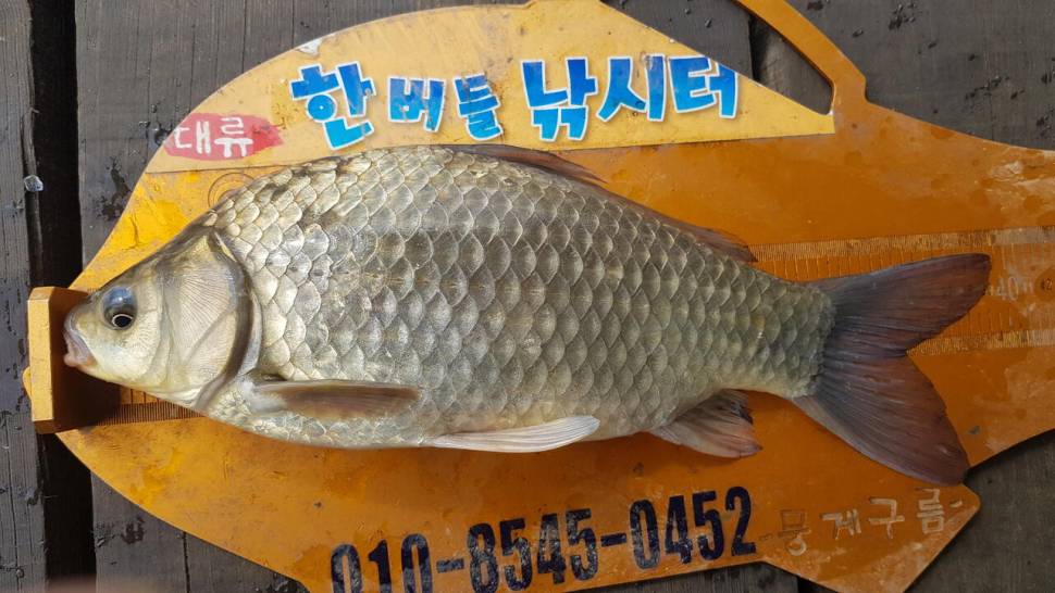 청풍 한버들 낚시터 4짜포함 허릿급 조황입니다 (조황조행기 - 충주호조황속보)