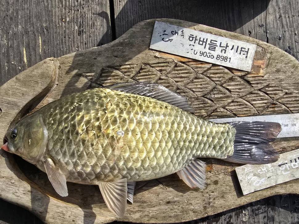청풍 한버들 조황입니다 (조황조행기 - 충주호조황속보)