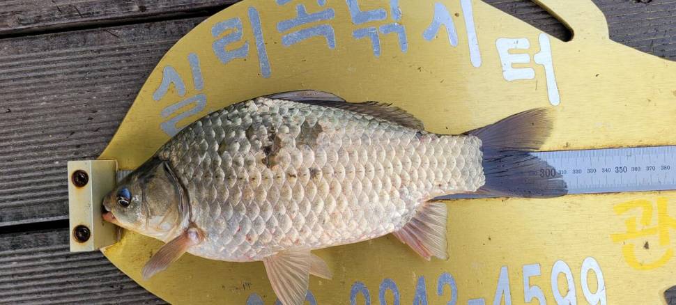 실리곡낚시터 허리급 조황입니다 (조황조행기 - 충주호조황속보)