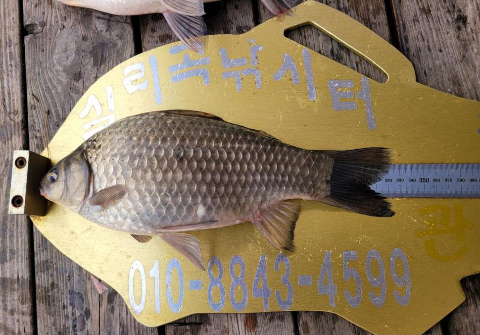 청풍 실리곡낚시터 허리급 조황입니다 (조황조행기 - 충주호조황속보)