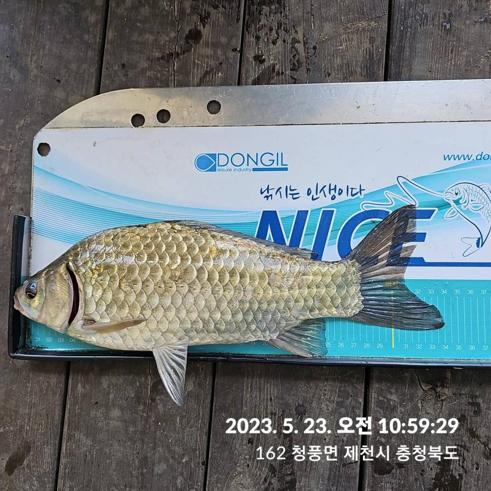 단돈소식전해드립니다 (조황조행기 - 충주호조황속보)