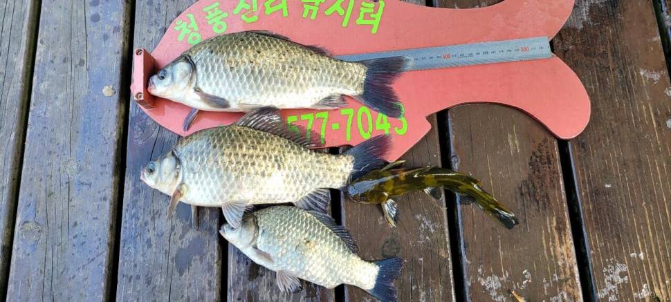 청풍신리낚시터 4짜외 허리급 조황입니다 (조황조행기 - 충주호조황속보)