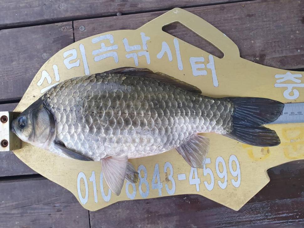 실리곡낚시터 41cm 조황입니다 (조황조행기 - 충주호조황속보)