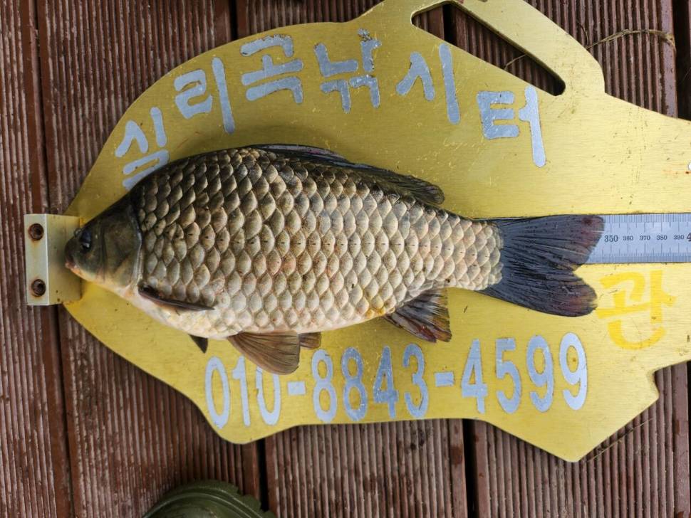 청풍 실리곡낚시터 조황입니다 (조황조행기 - 충주호조황속보)