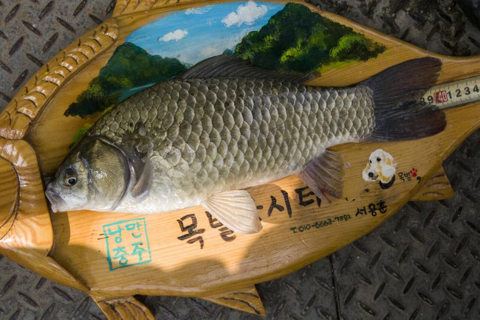 목벌주말조황입니다 (조황조행기 - 충주호조황속보)