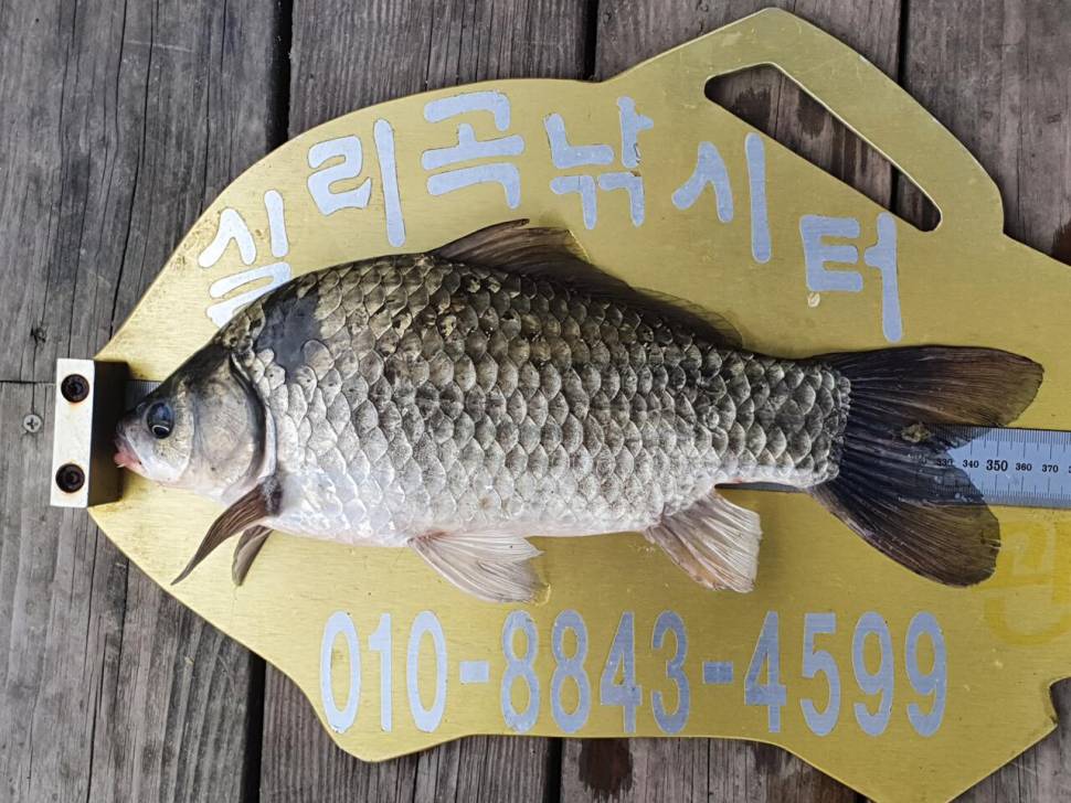 실리곡낚시터 4짜허리급 조황입니다 (조황조행기 - 충주호조황속보)