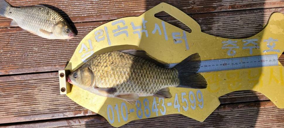 실리곡낚시터 허리급 조황입니다 (조황조행기 - 충주호조황속보)