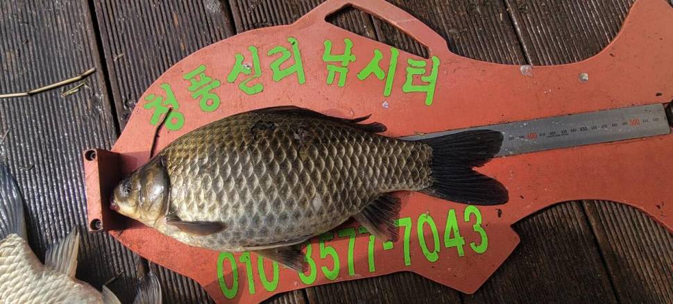 청풍신리낚시터 4짜외 허리급마릿수 조황입니다 (조황조행기 - 충주호조황속보)