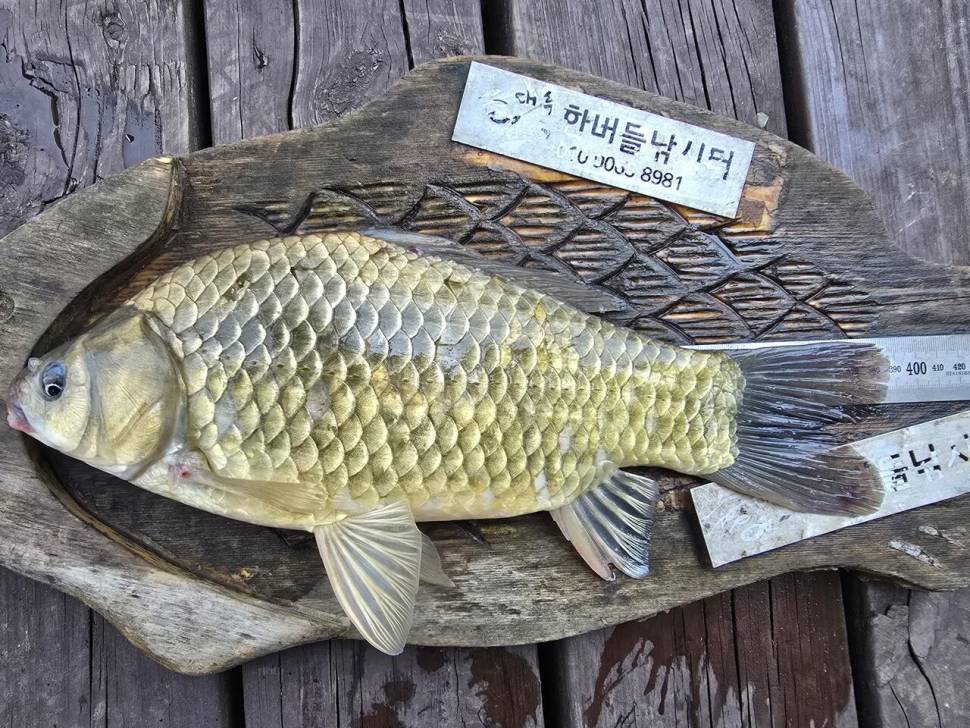 청풍 한버들 조황입니다 (조황조행기 - 충주호조황속보)