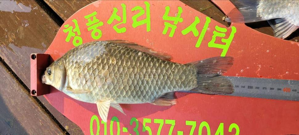 청풍신리낚시터 43cm외 허리급입니다 (조황조행기 - 충주호조황속보)
