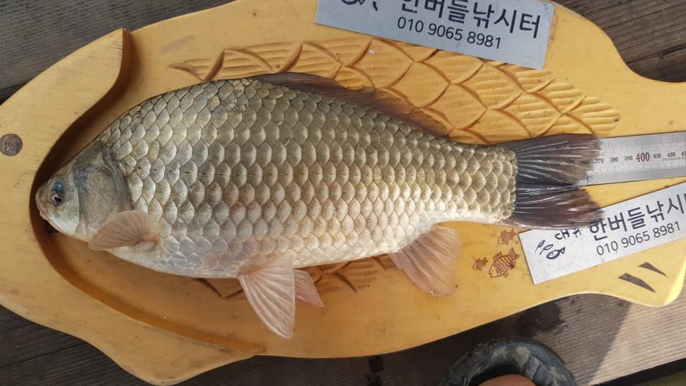 한버들 허릿급 조황입니다 (조황조행기 - 충주호조황속보)