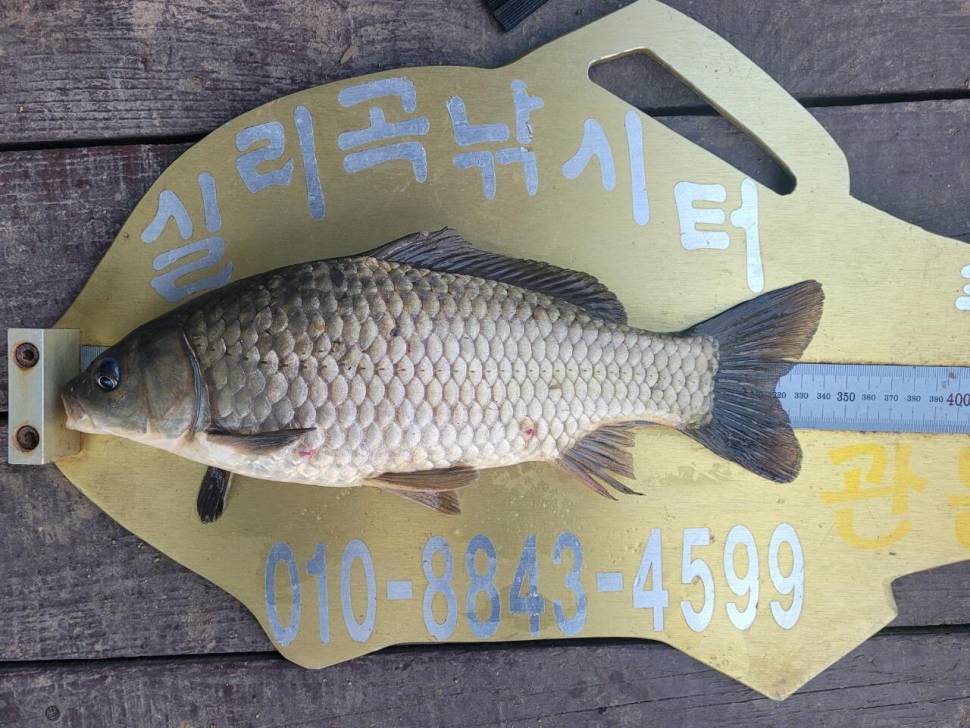 실리곡낚시터 허리급 조황입니다 (조황조행기 - 충주호조황속보)