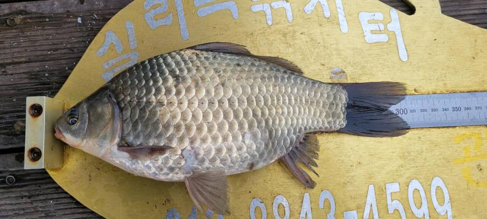 실리곡낚시터 434cm 415cm 4짜 조황입니다 (조황조행기 - 충주호조황속보)