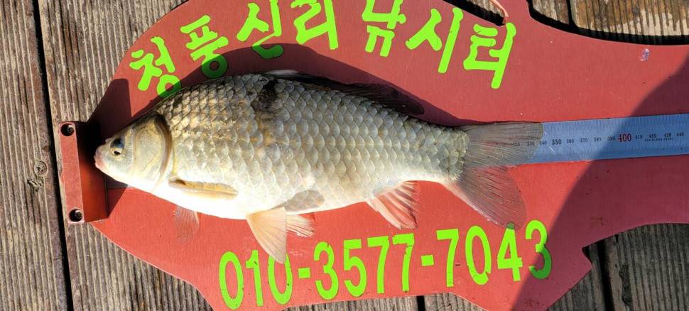 청풍신리낚시터 허리급 조황입니다 (조황조행기 - 충주호조황속보)