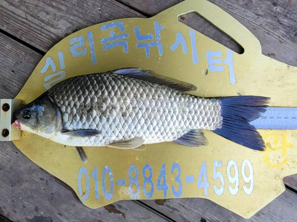 실리곡낚시터 42cm외 4짜3수 조황입니다 (조황조행기 - 충주호조황속보)