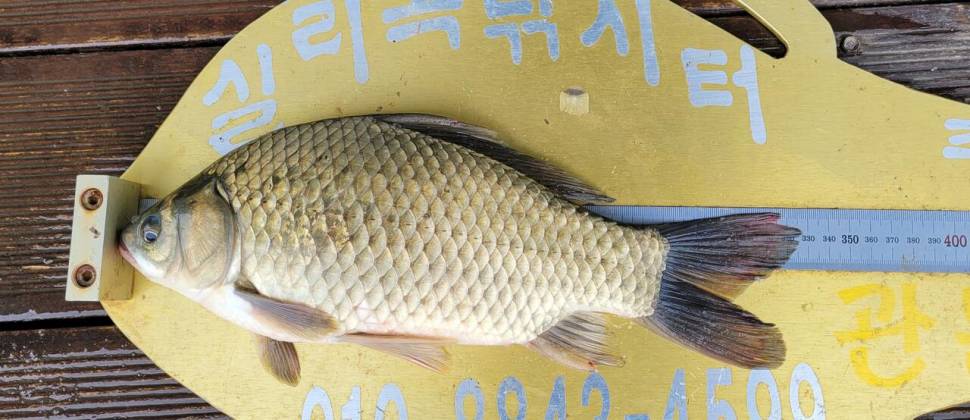 청풍 실리곡낚시터 허리급 조황입니다 (조황조행기 - 충주호조황속보)