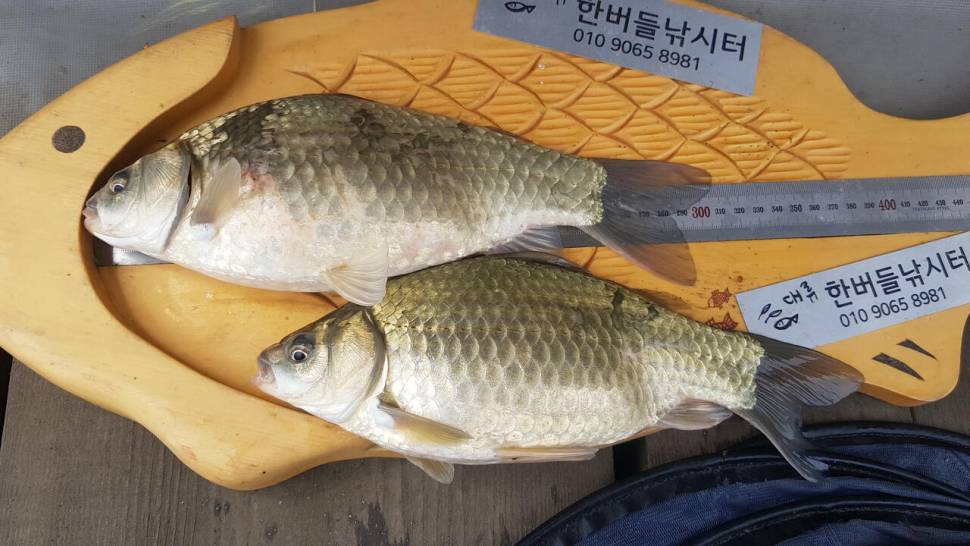 한버들 조황입니다 (조황조행기 - 충주호조황속보)