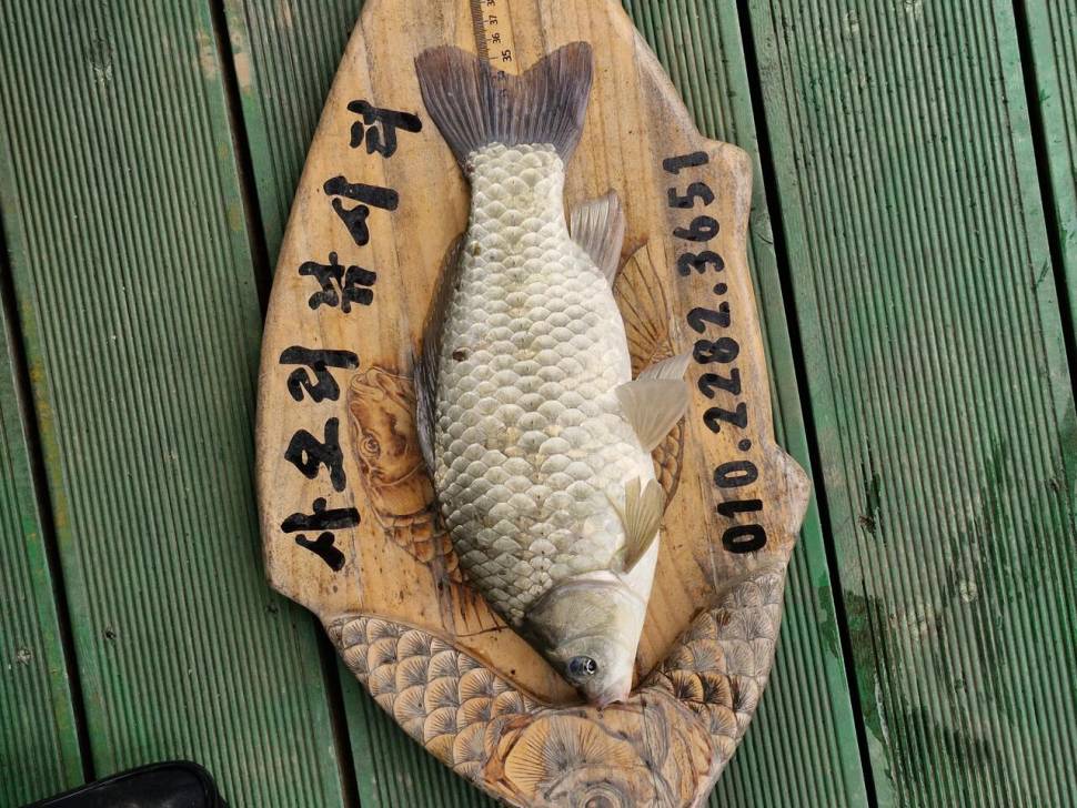 사오리 낚시터 조황정보 (조황조행기 - 충주호조황속보)