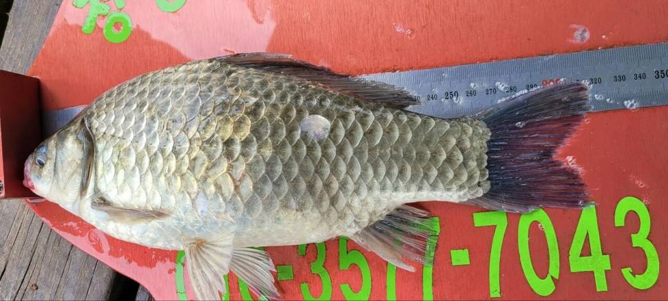 청풍신리낚시터 425cm 조황입니다 (조황조행기 - 충주호조황속보)
