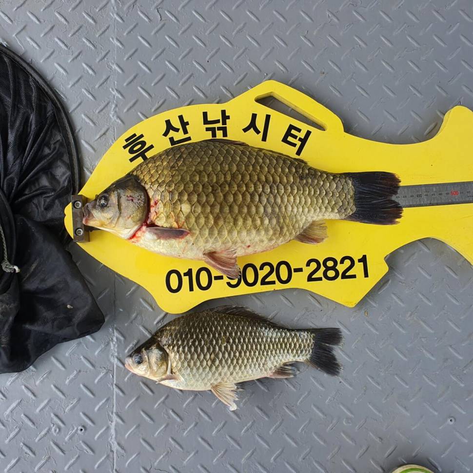 후산낚시터 조황 안내 입니다 (조황조행기 - 충주호조황속보)