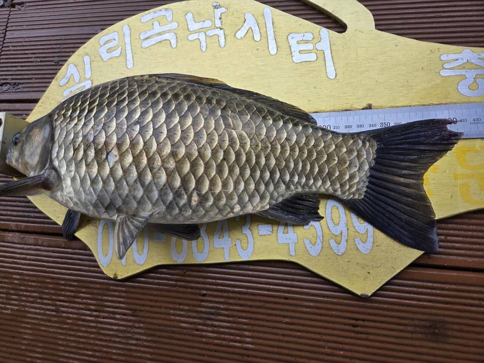 청풍 실리곡낚시터 조황입니다 (조황조행기 - 충주호조황속보)