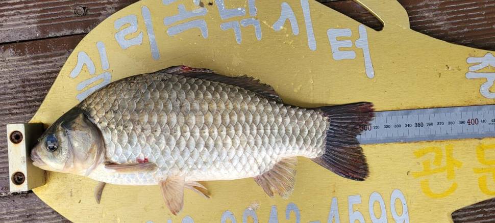 실리곡낚시터 조황입니다 (조황조행기 - 충주호조황속보)