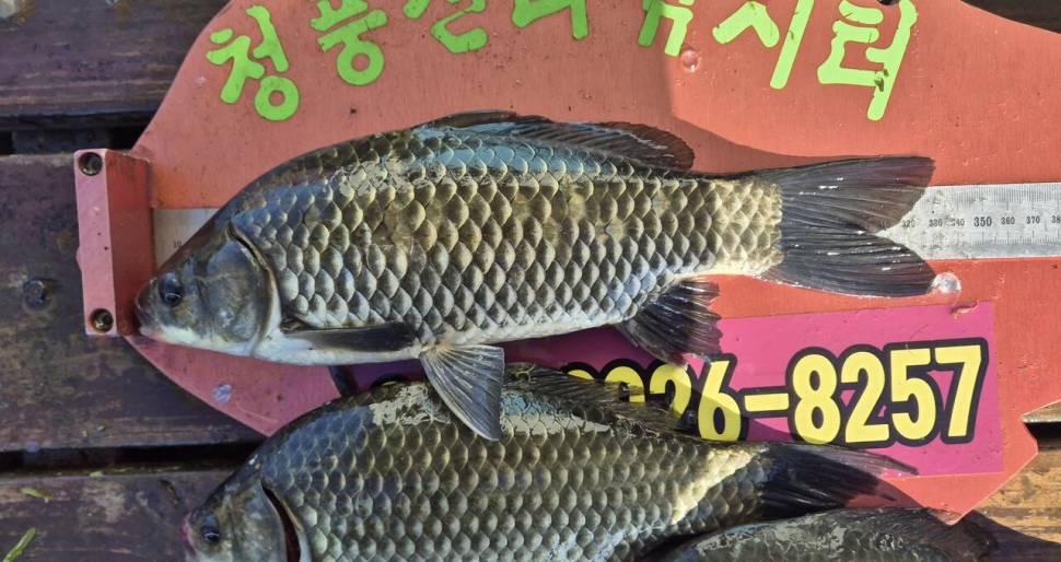 청풍신리낚시터 주말조황입니다 (조황조행기 - 충주호조황속보)