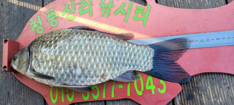 청풍신리낚시터 4짜외 허리급 조황입니다 (조황조행기 - 충주호조황속보)