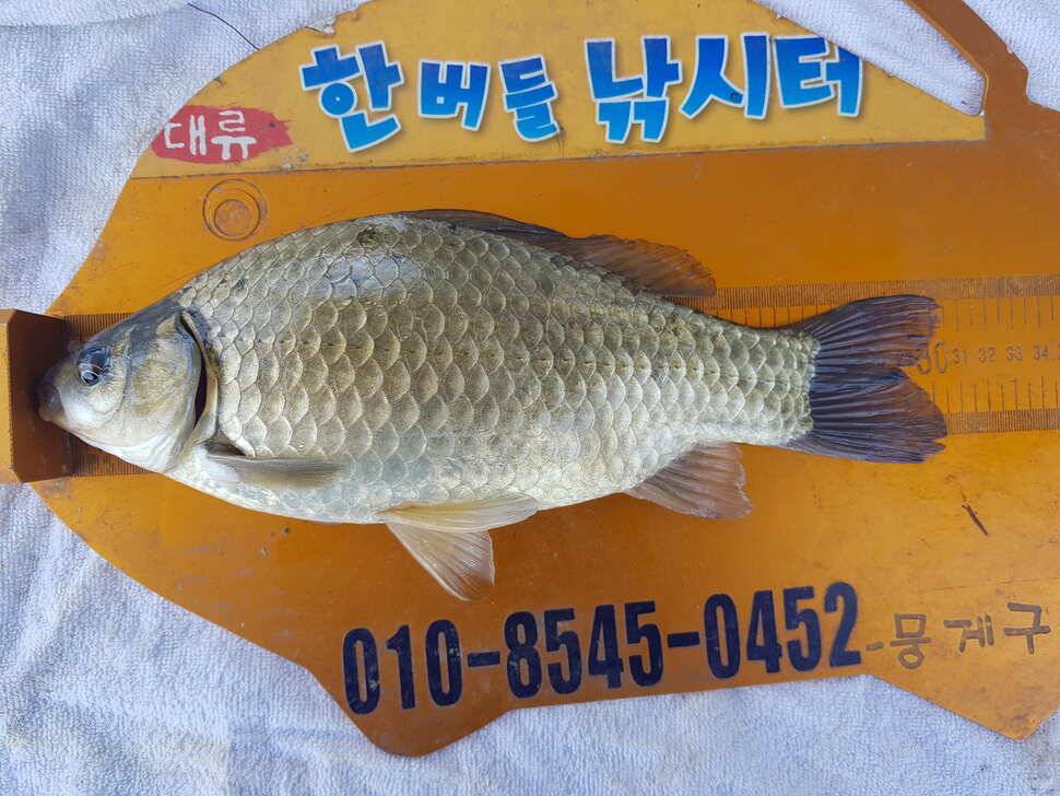 한버들 조황입니다 (조황조행기 - 충주호조황속보)