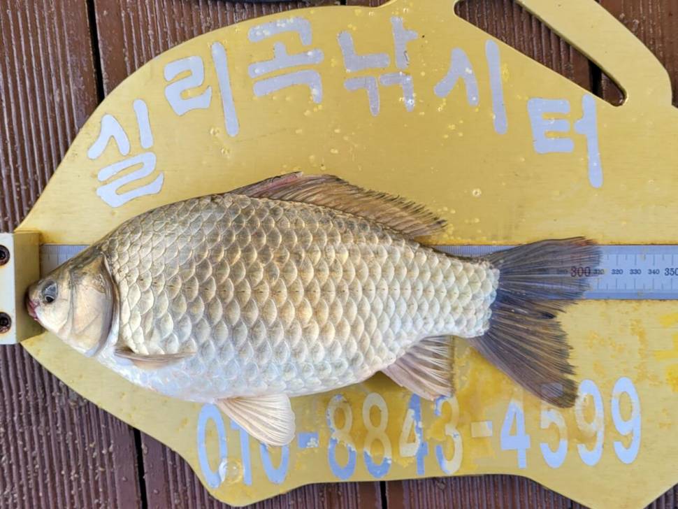 실리곡낚시터 조황입니다 (조황조행기 - 충주호조황속보)