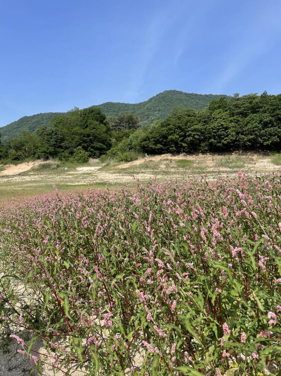 솔낚시터 조황 소식입니다 (조황조행기 - 충주호조황속보)