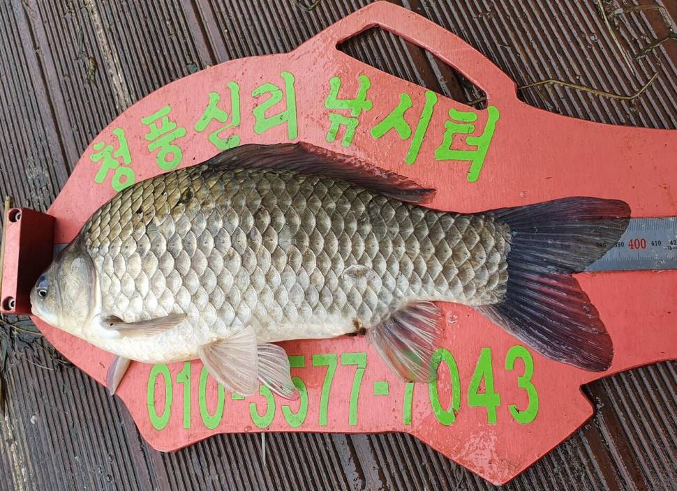 청풍신리낚시터 4짜4짜4짜 조황입니다 (조황조행기 - 충주호조황속보)