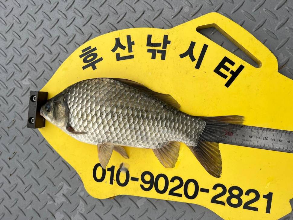 후산낚시터 조황정보 (조황조행기 - 충주호조황속보)