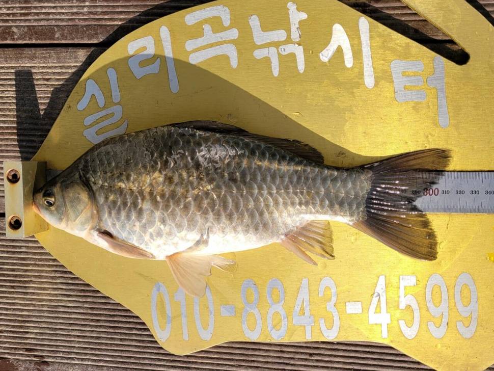 실리곡낚시터 허리급외 월척마릿수입니다 (조황조행기 - 충주호조황속보)