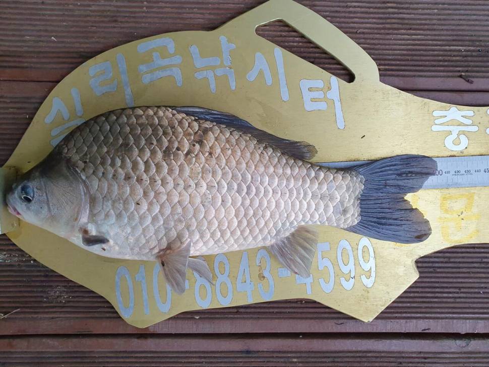 실리곡낚시터 43cm외 조황입니다 (조황조행기 - 충주호조황속보)