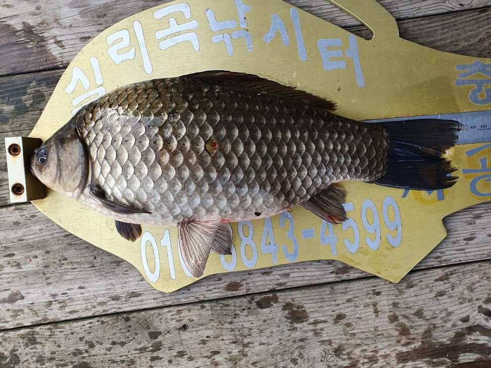 실리곡낚시터 4짜 입니다 (조황조행기 - 충주호조황속보)