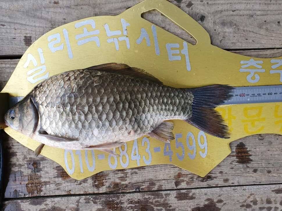 실리곡낚시터 414짜 조황입니다 (조황조행기 - 충주호조황속보)