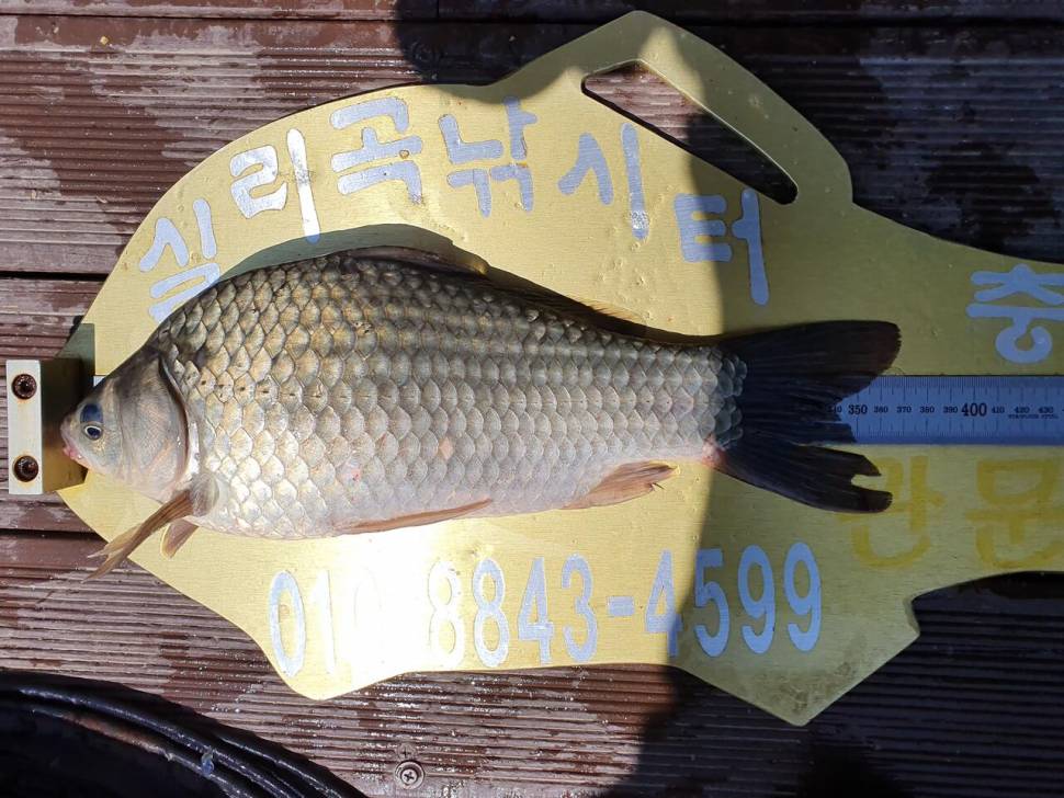 실리곡낚시터 42cm허리급 9수 조황입니다 (조황조행기 - 충주호조황속보)