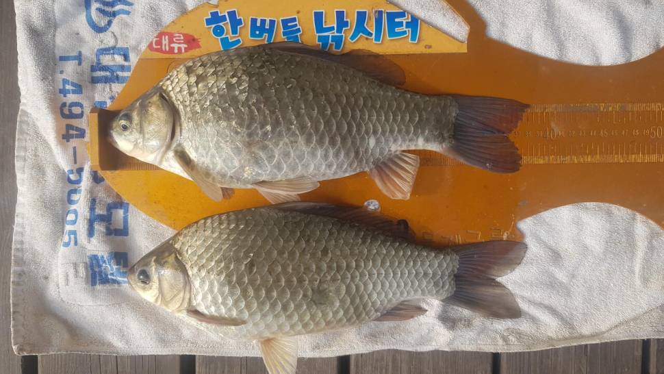 한버들 조황입니다 (조황조행기 - 충주호조황속보)