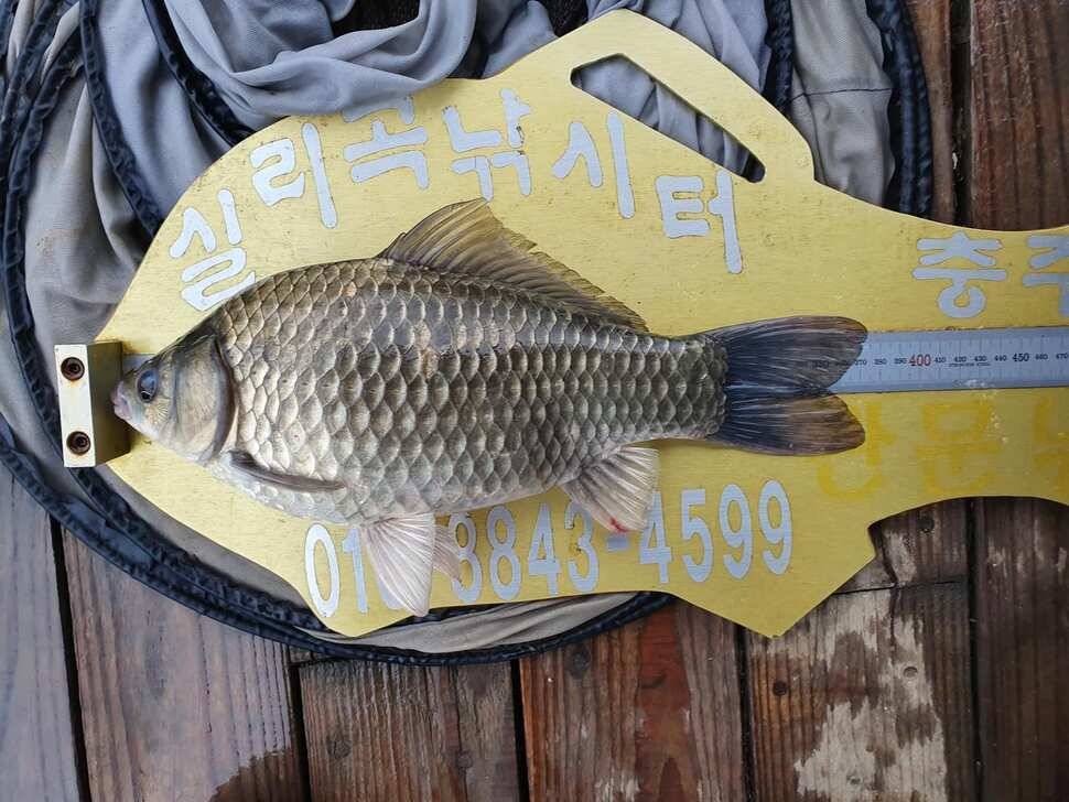 실리곡낚시터 4짜허리급 조황입니다 (조황조행기 - 충주호조황속보)